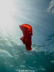This Spanish dancer started swimming in an attempt to avo... by Chris Mason-Parker 